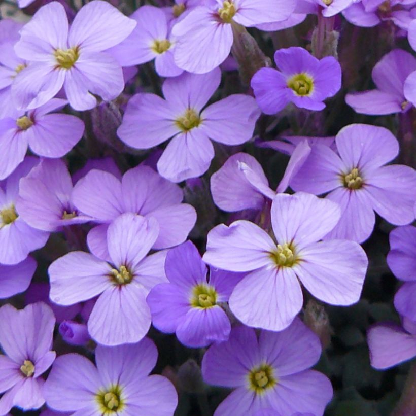 Aubrieta Novalis Blue (Floración)