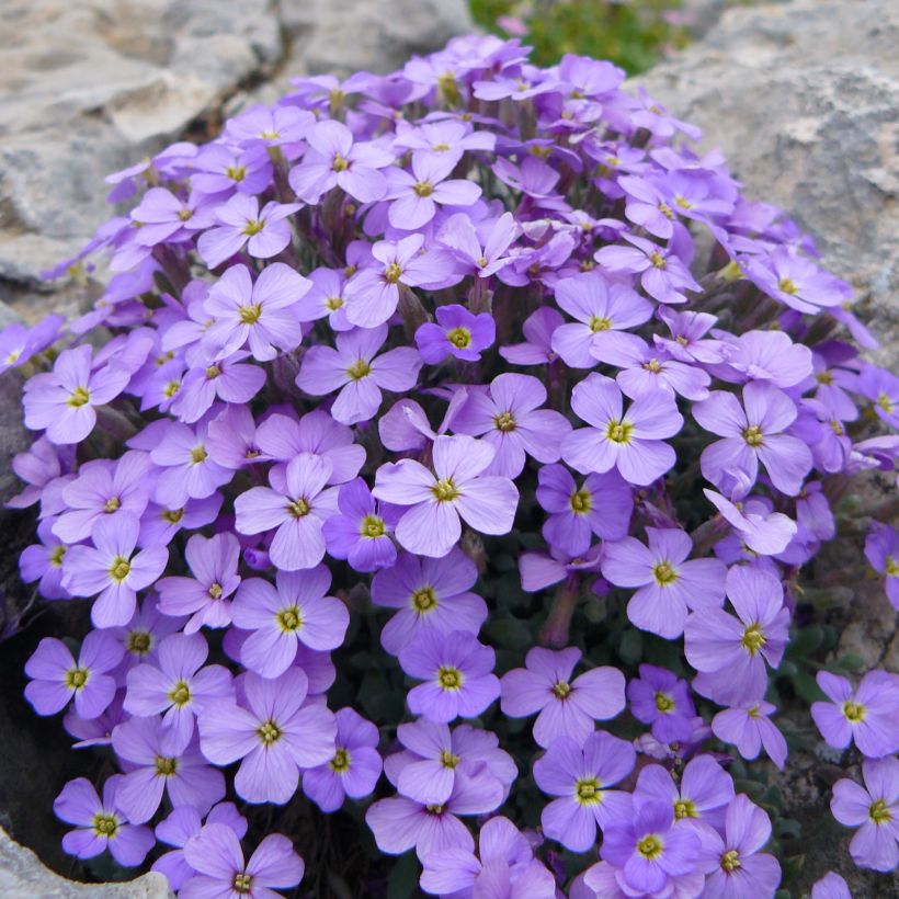 Aubrieta Novalis Blue (Porte)