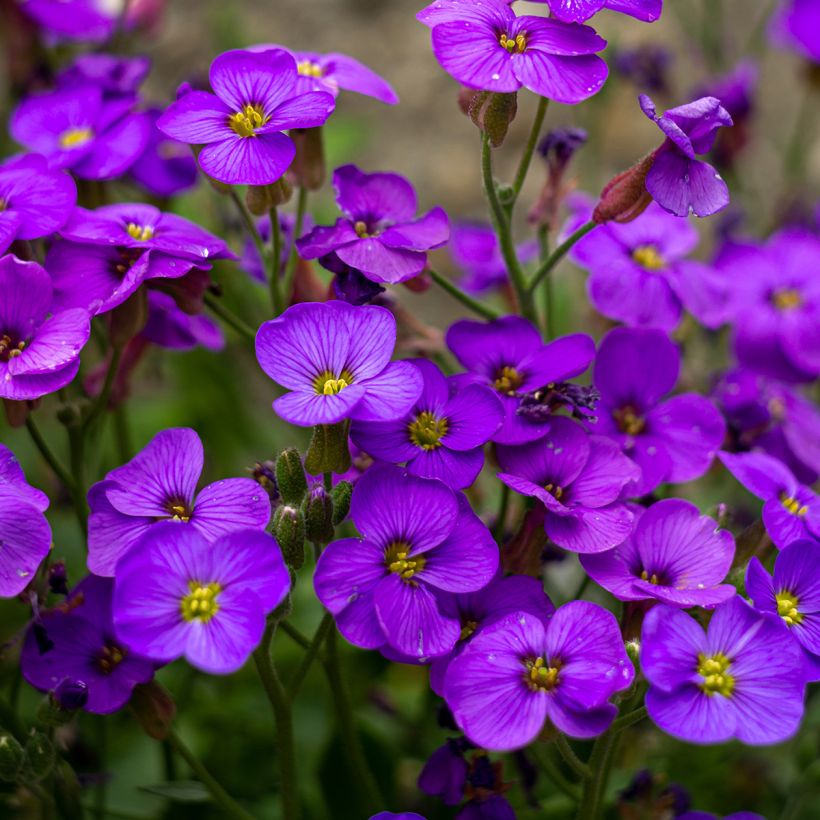 Aubrieta Royal Blue (Floración)