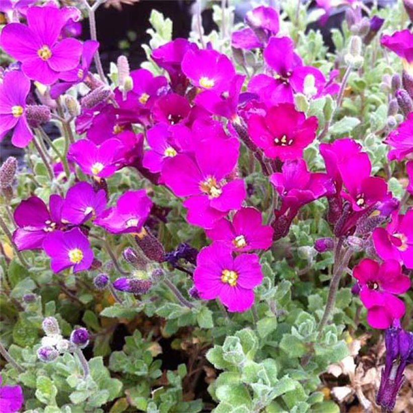 Aubrieta Cascade Red (Floración)