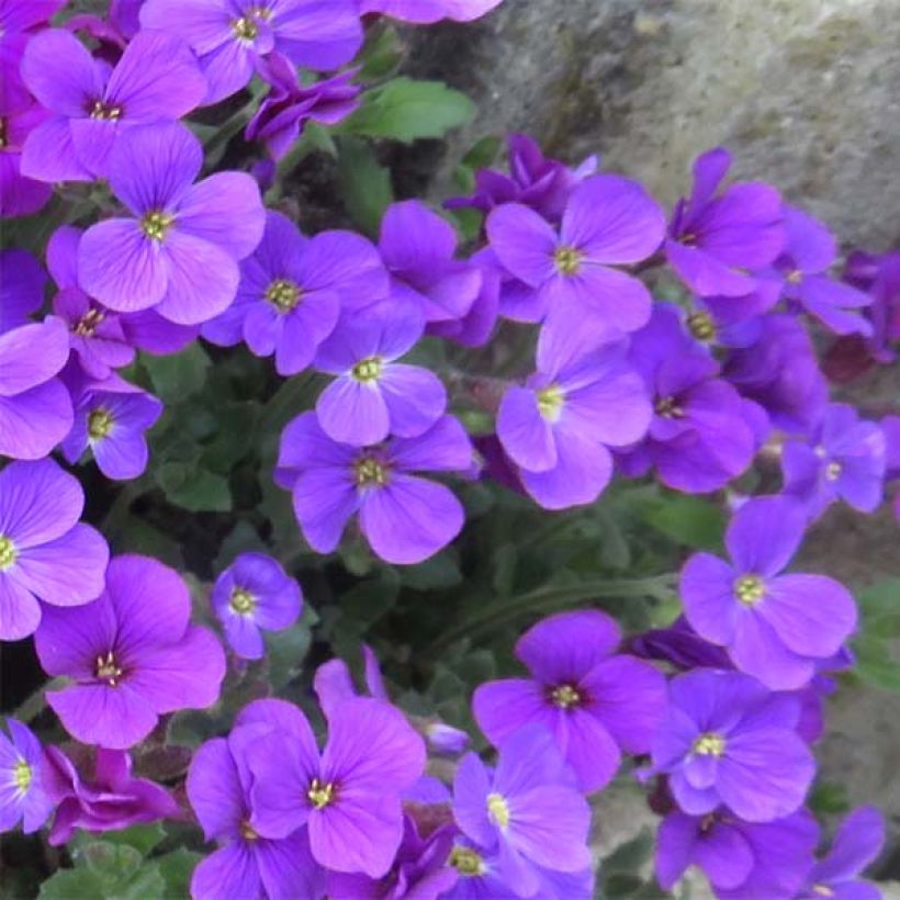 Aubrieta Cascade Purple (Floración)