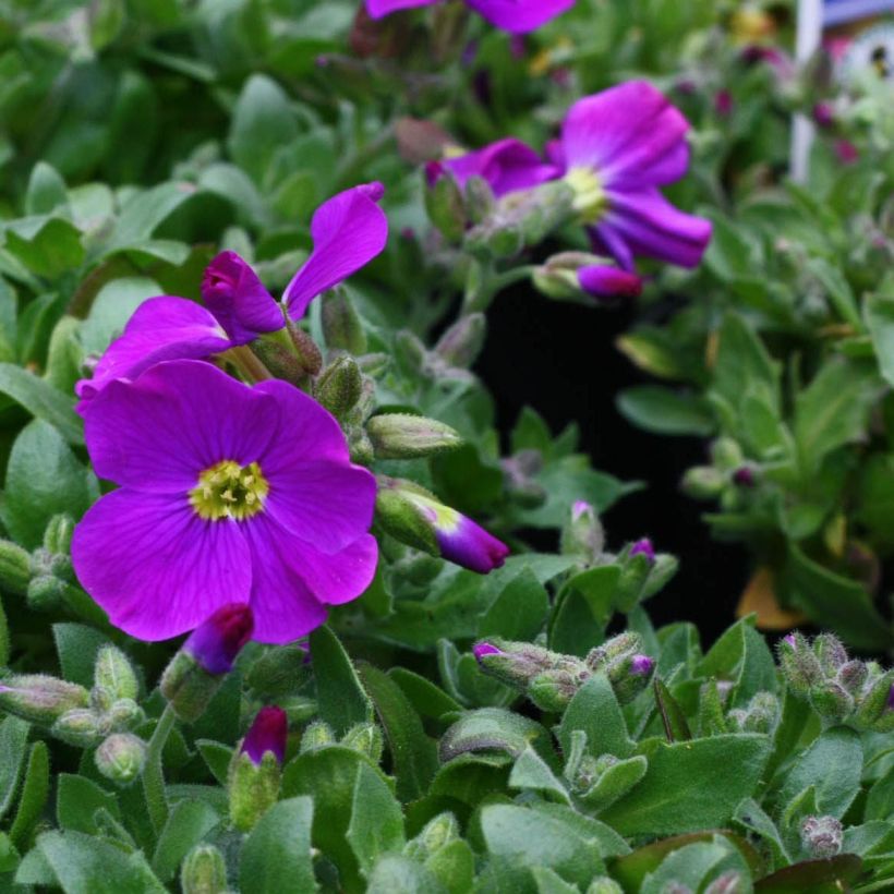 Aubrieta Kitte Blue (Floración)