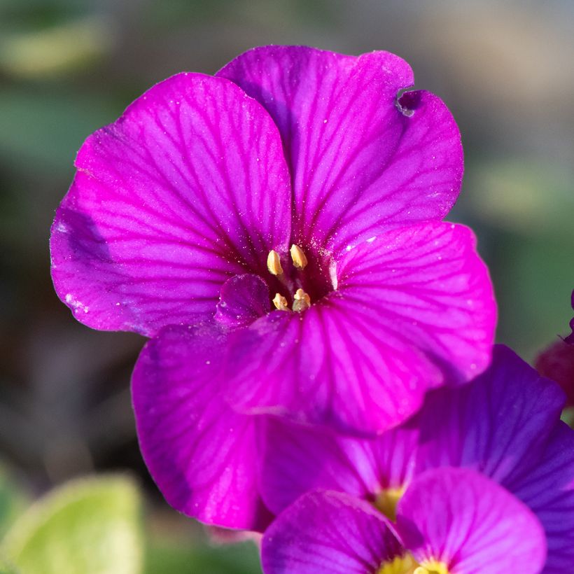 Aubrieta Elsa Lancaster (Floración)