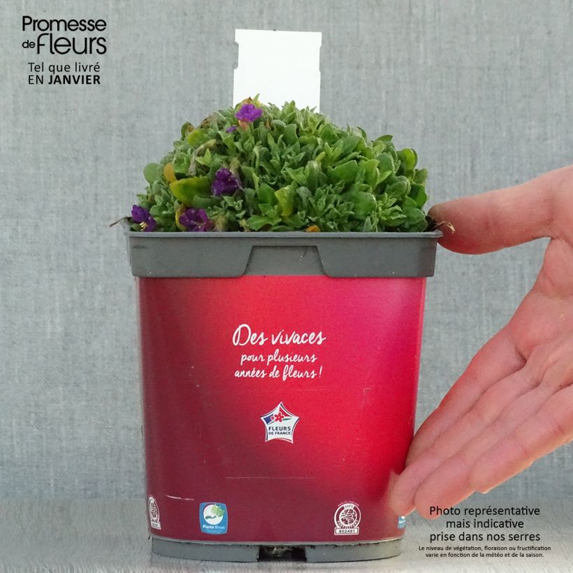 Aubriète Florado Rose-Red - Aubrieta gracilis Pot de 2L/3L Ejemplar entregado en invierno