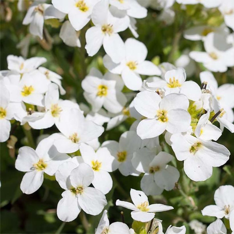 Aubrieta Fiona (Floración)