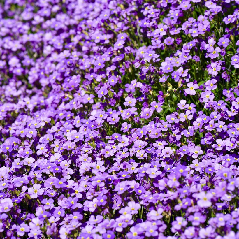 Aubrieta Cascade Blue (Floración)