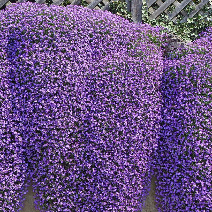 Aubrieta Cascade Blue (Porte)