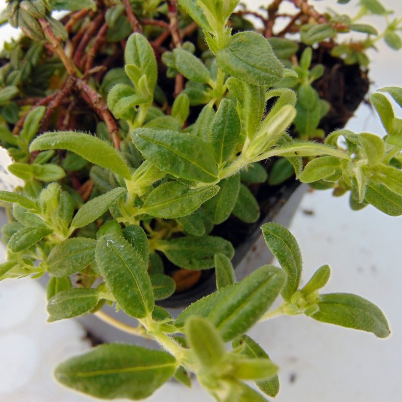 Aubrieta Cascade Red (Follaje)