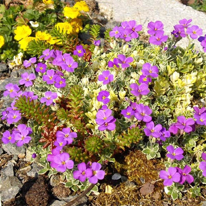 Aubrieta Argenteovariegata (Floración)