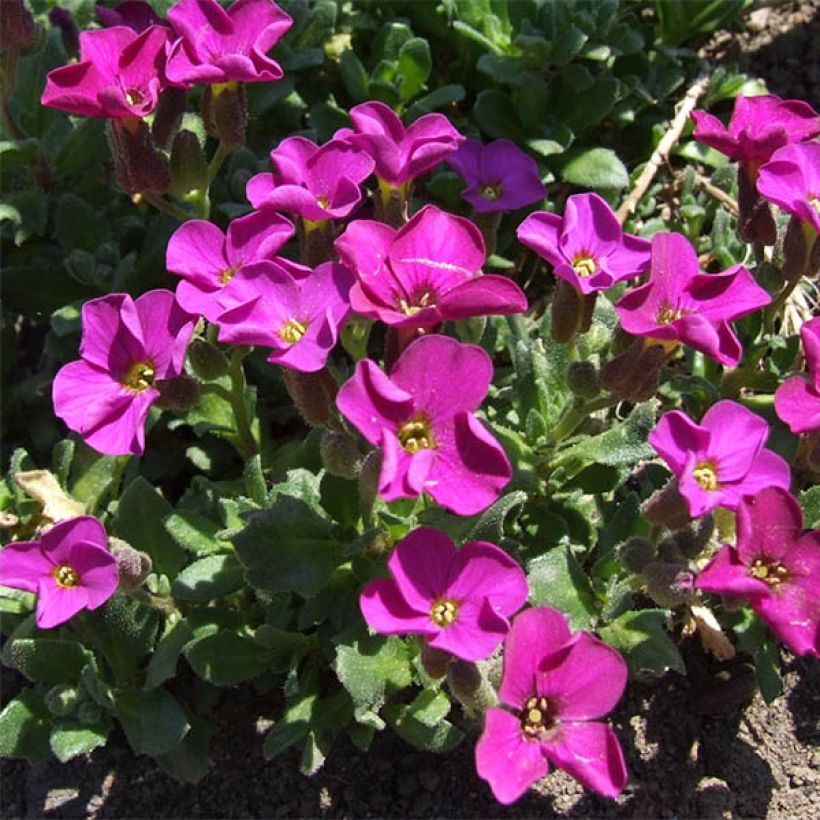 Aubrieta Red Carpet (Floración)