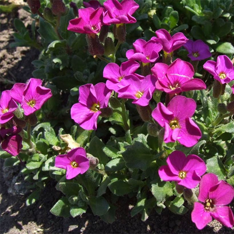 Aubrieta Red Carpet (Porte)