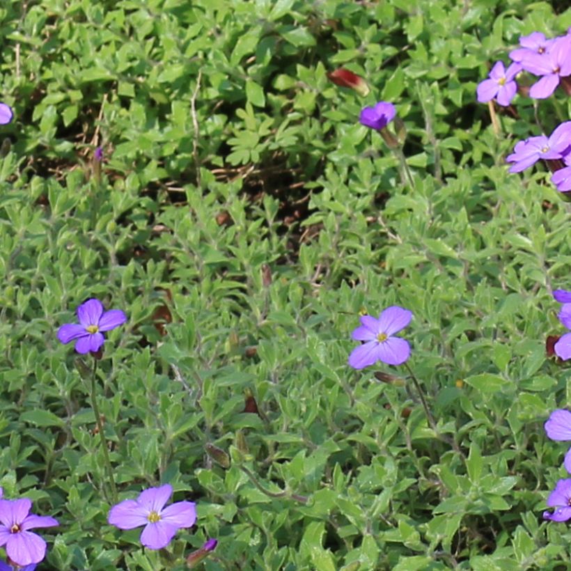 Aubrieta canescens ssp. cilicica (Follaje)