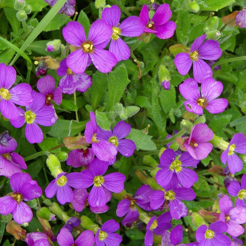 Aubrieta canescens ssp. cilicica (Floración)