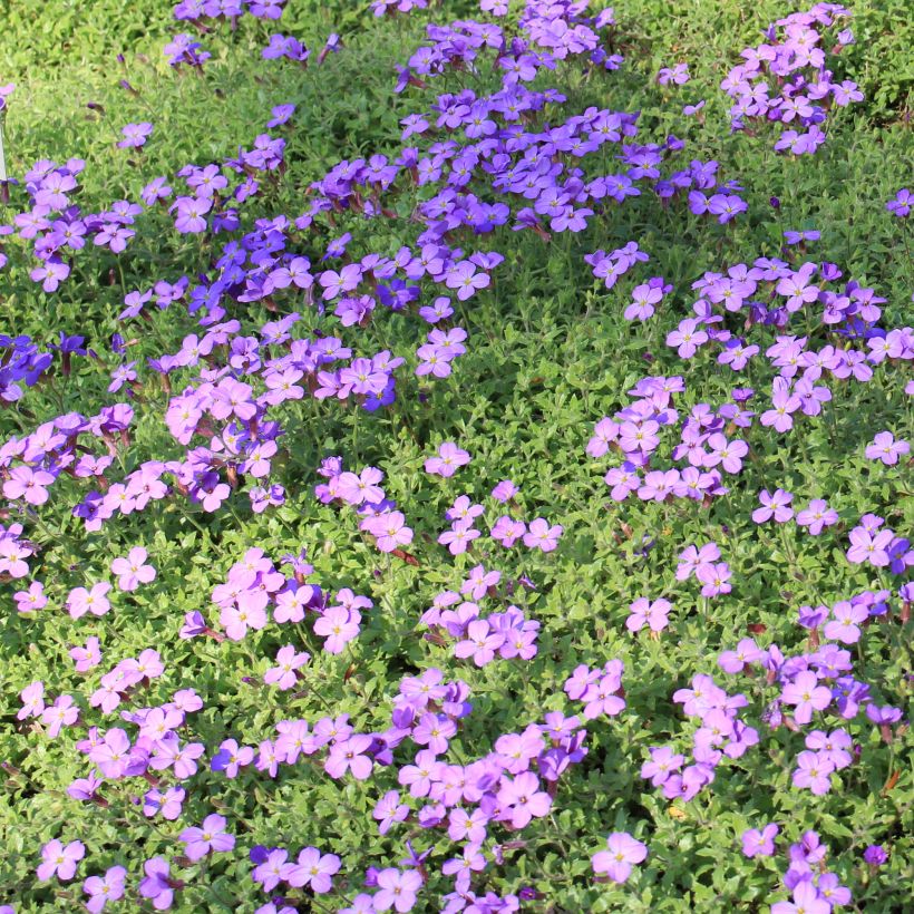 Aubrieta canescens ssp. cilicica (Porte)