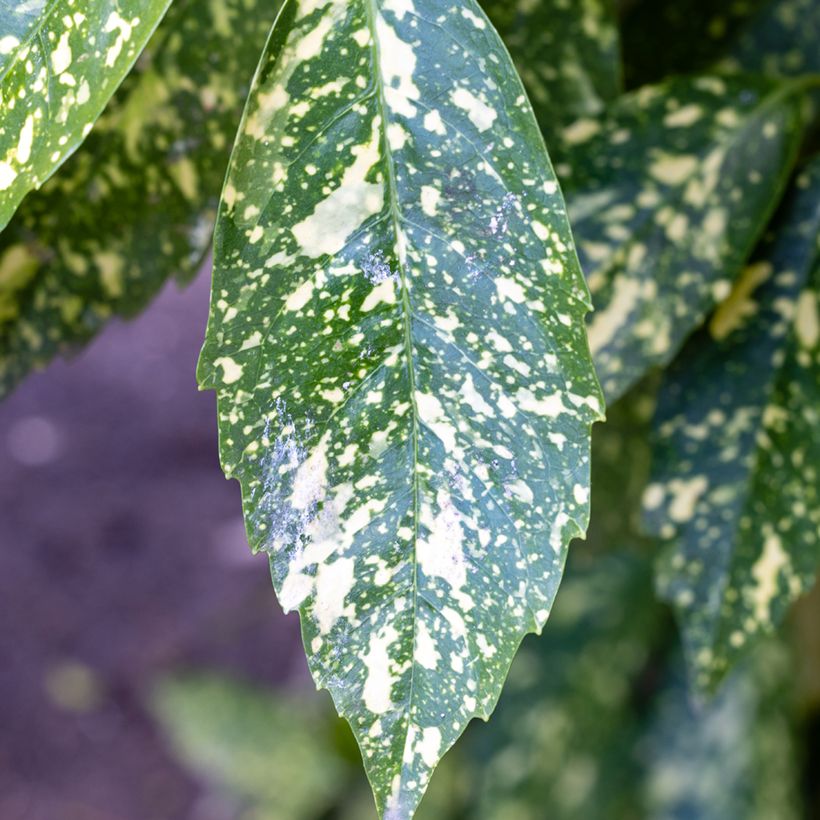 Aucuba japonica Crotonifolia (Follaje)