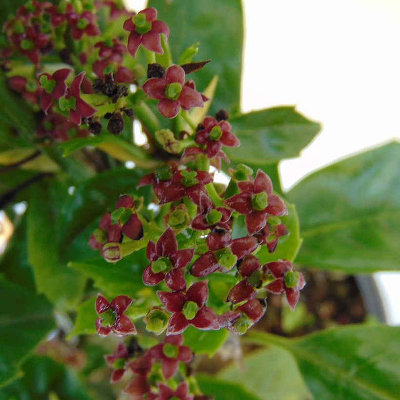 Aucuba japonica (Floración)