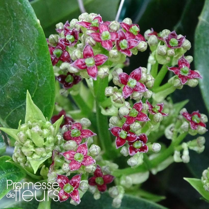 Aucuba japonica Rozannie (Floración)