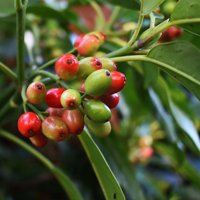 Aucuba japonica Rozannie (Cosecha)