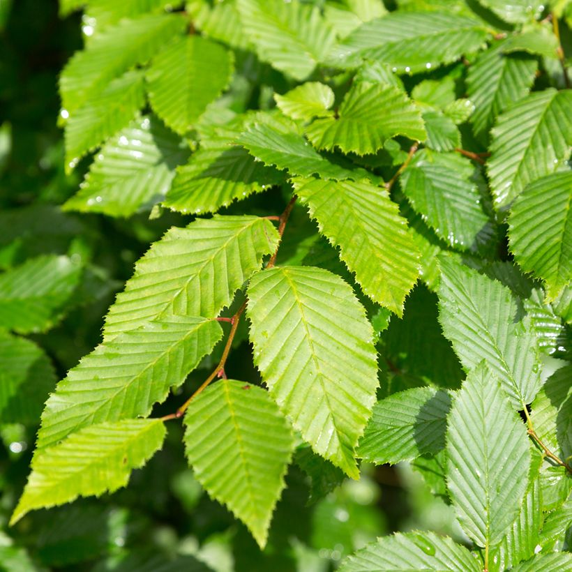 Aliso gris - Alnus incana (Follaje)