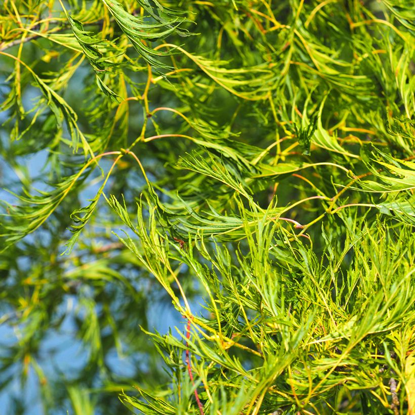 Aliso imperial - Alnus glutinosa Imperialis (Follaje)