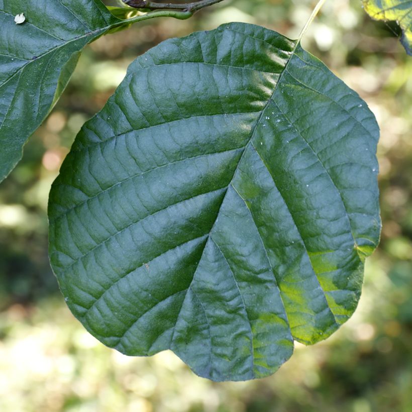 Aliso común - Alnus glutinosa (Follaje)