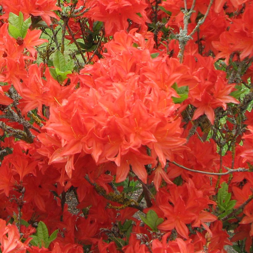 Azalea mollis Koster's Brilliant Red (Floración)