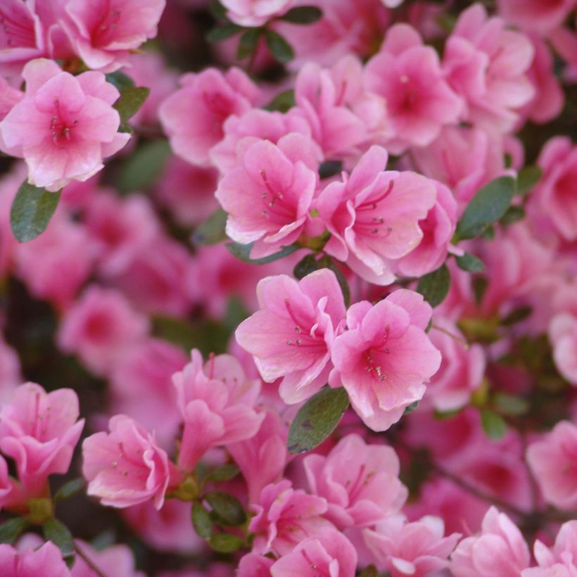 Azalea japonica Kirin (Floración)