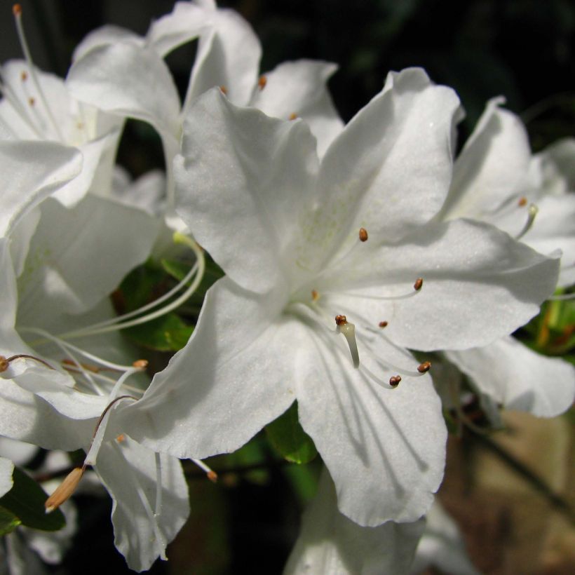 Azalea obtusum Palestrina (Floración)