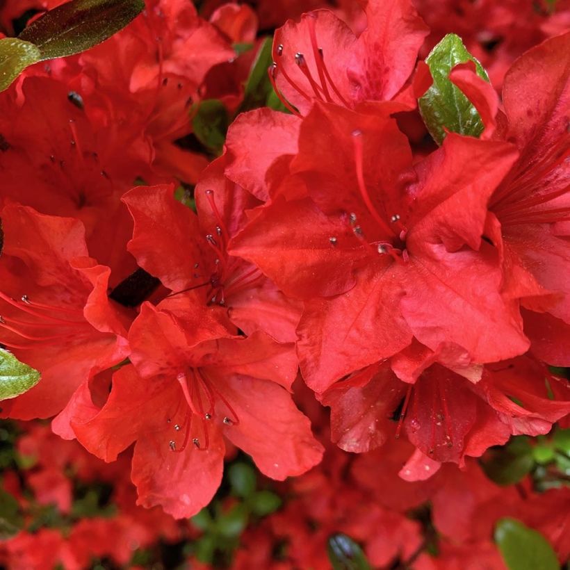 Azalea japonica Arabesk (Floración)