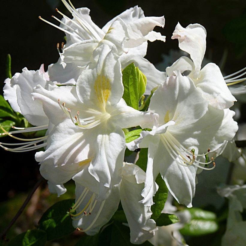 Azalea Oxydol (Floración)