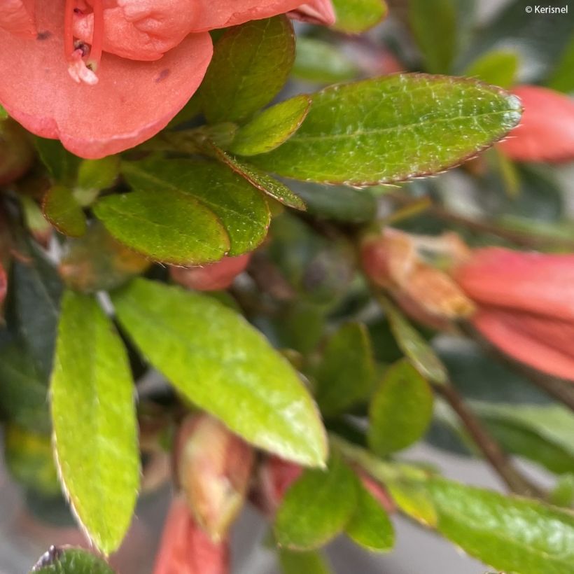 Azalea nakaharae Pink Cascade (Follaje)