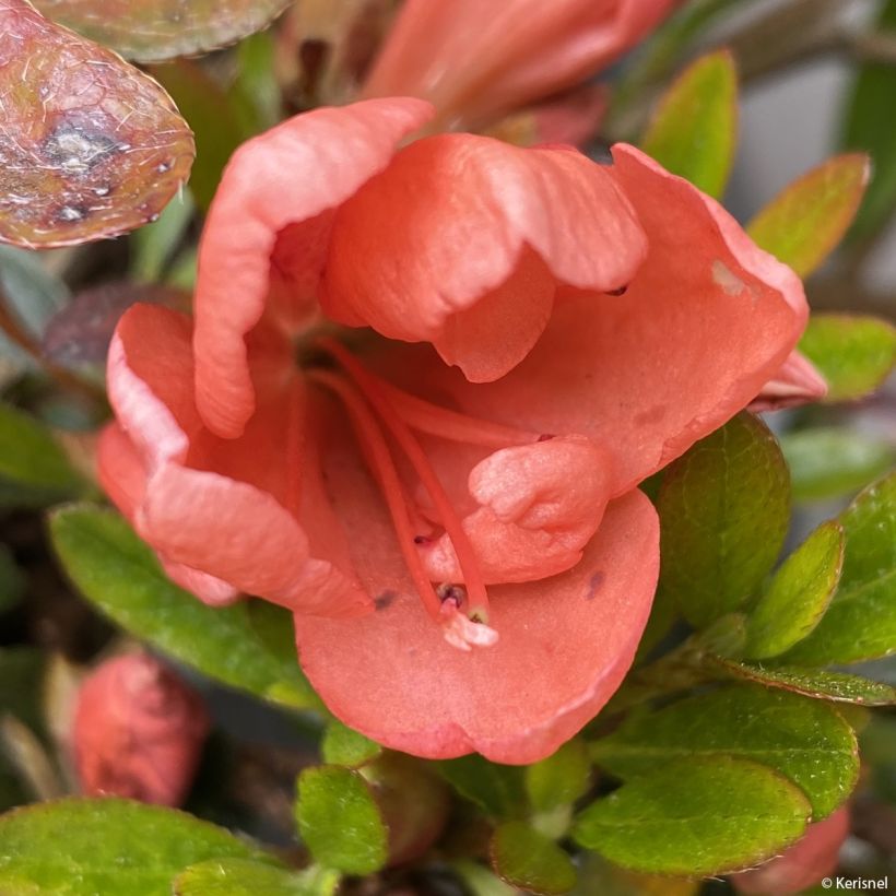 Azalea nakaharae Pink Cascade (Floración)