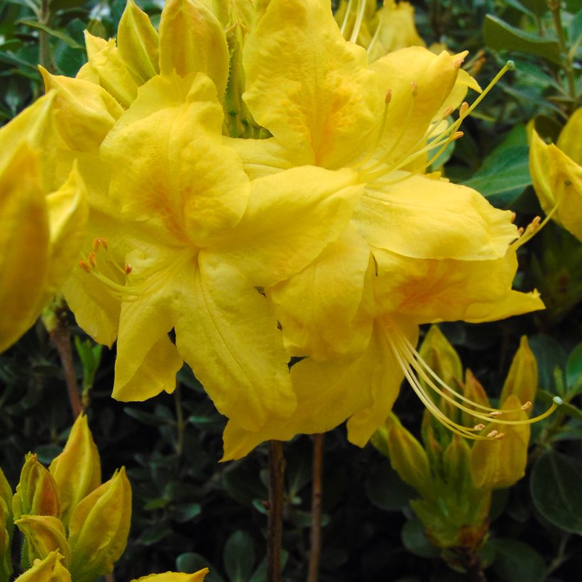 Azalea Anneke (Floración)