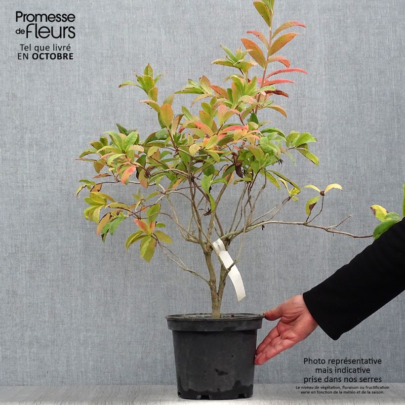 Ejemplar de Azalée de Chine Anneke - Rhododendron hybride Pot de 4L/5L entregado en otoño