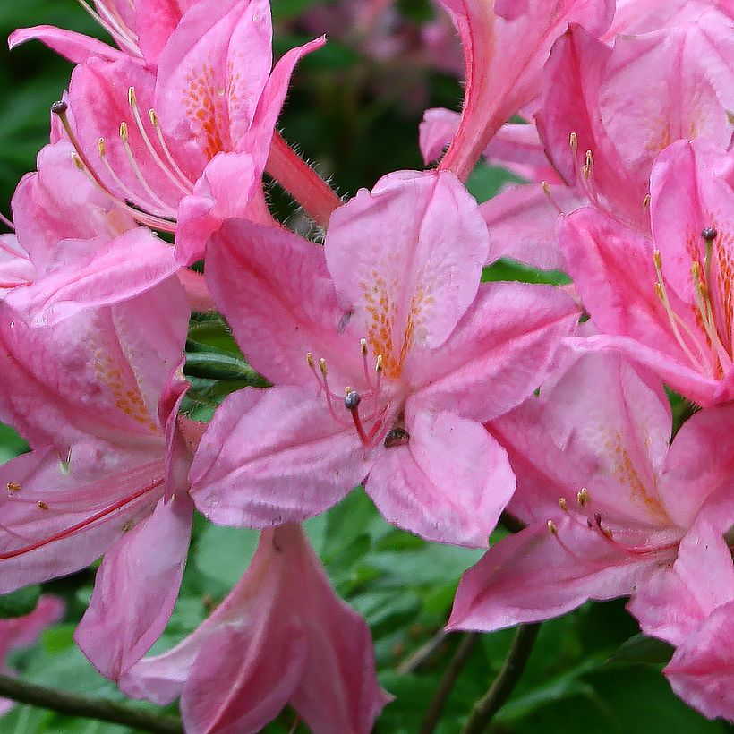 Azalea viscosum Rosata (Floración)