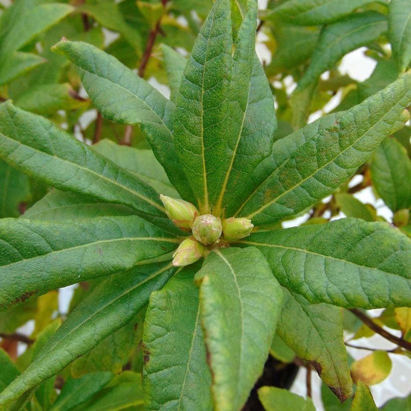 Azalea amarilla Irene Koster - Cuajaleche x occidentale en macetas de 4L./5L. (Follaje)