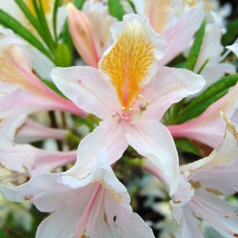 Azalea amarilla Irene Koster - Cuajaleche x occidentale en macetas de 4L./5L. (Floración)