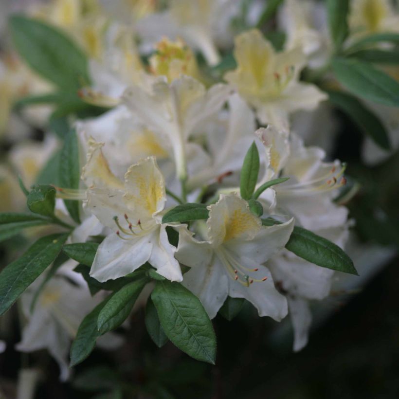 Azalea mollis Daviesii (Floración)