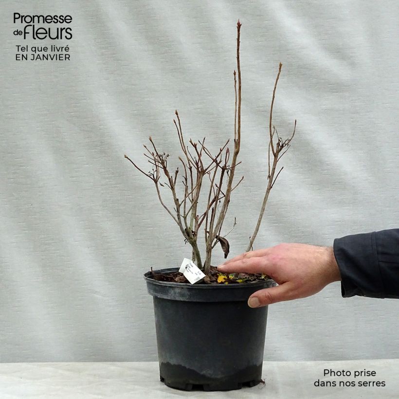 Azalée de Chine Delicatissima - Rhododendron (x) occidentale Pot de 4L/5L Ejemplar entregado en invierno