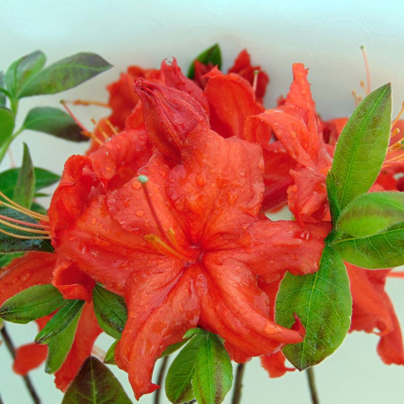 Azalea Fire Ball (Floración)