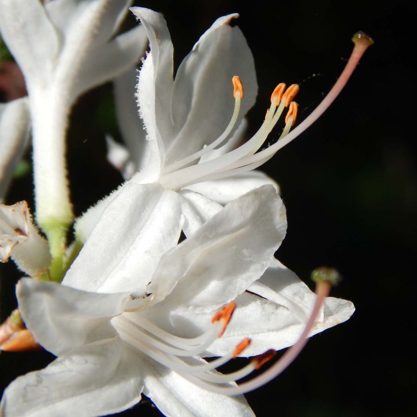 Azalea Fragrant Star (Floración)