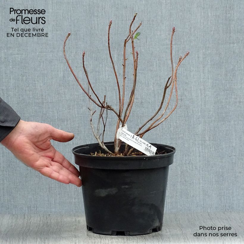 Azalée de Chine Fragrant Star - Rhododendron (x) atlanticum Pot de 4L/5L Ejemplar entregado en invierno