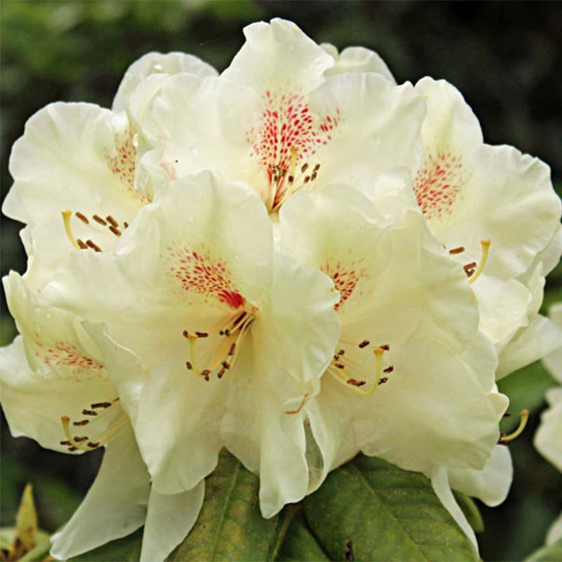 Azalea mollis Harvest Moon (Floración)