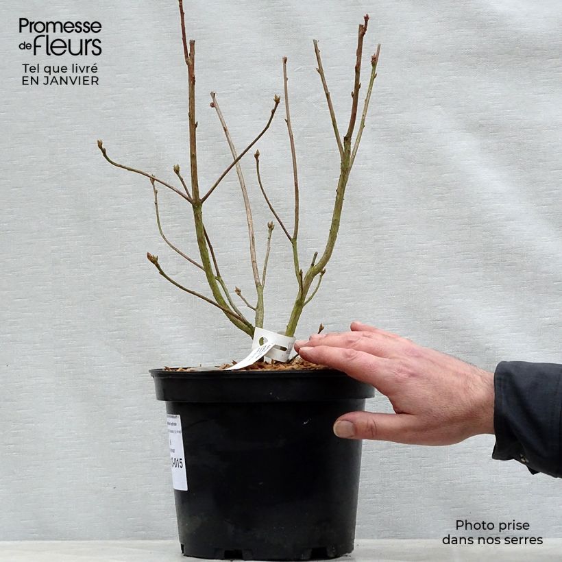 Azalée de Chine Homebush - Rhododendron hybride Pot de 4L/5L Ejemplar entregado en invierno