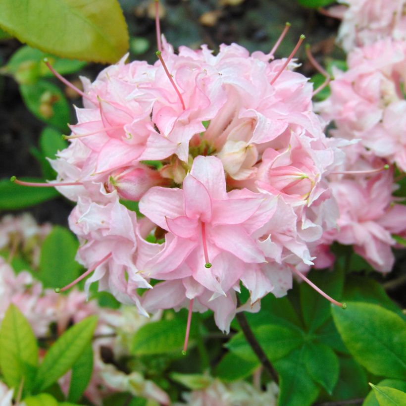 Azalea Homebush (Floración)