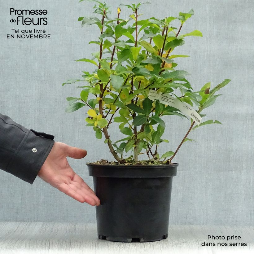 Ejemplar de Azalée de Chine Homebush - Rhododendron hybride Pot de 4L/5L entregado en otoño