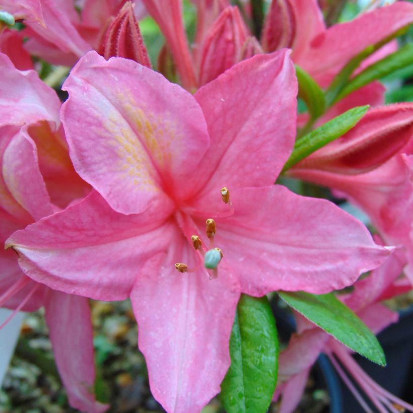 Azalea viscosum Jolie Madame (Floración)