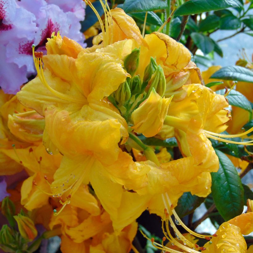 Azalea mollis Klondyke (Floración)