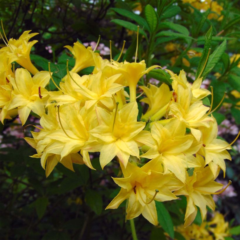 Azalea luteum Narcissiflora (Floración)