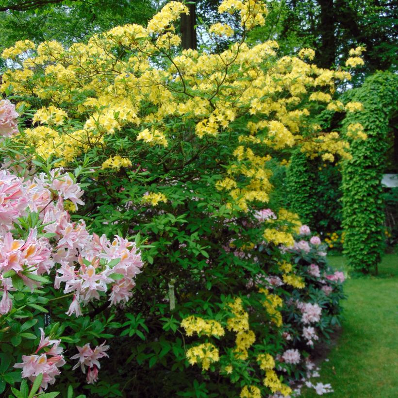 Azalea luteum Narcissiflora (Porte)